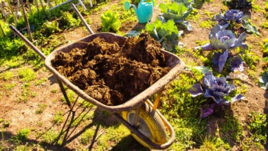 Giardino zen: come farlo dentro e fuori casa, in scala reale o miniatura