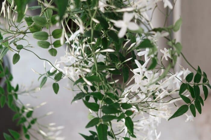 Gelsomino: Pianta rampicante con fiori