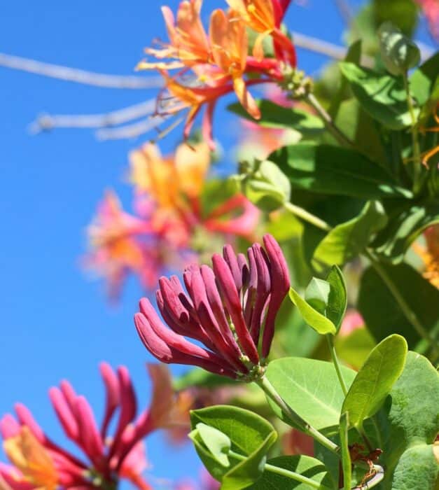 Caprifoglio - Pianta rampicante con fiori resistente al freddo