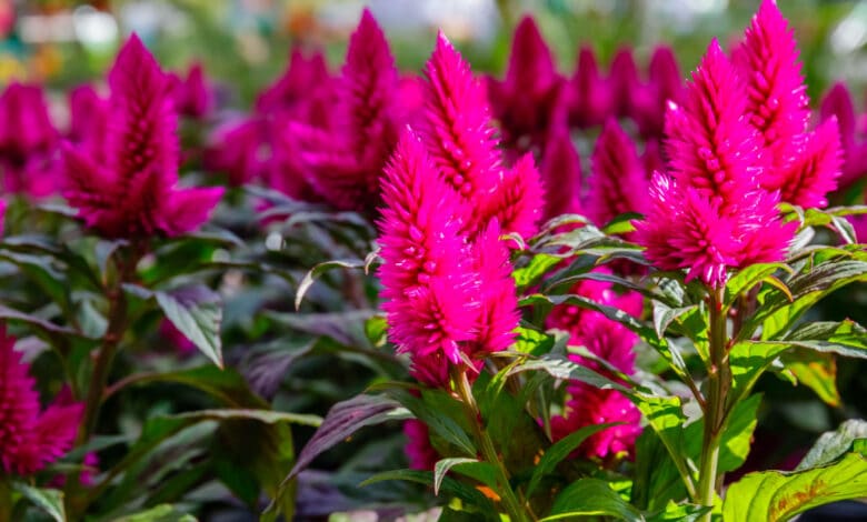 caracas celosia