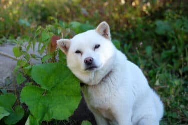 Hokkaïdo : le plus vieux chien japonais