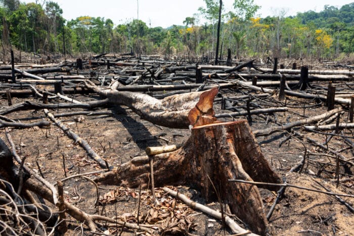 Deforestazione: conseguenze e problemi connessi