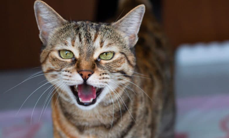 perché il gatto miagola forte di notte