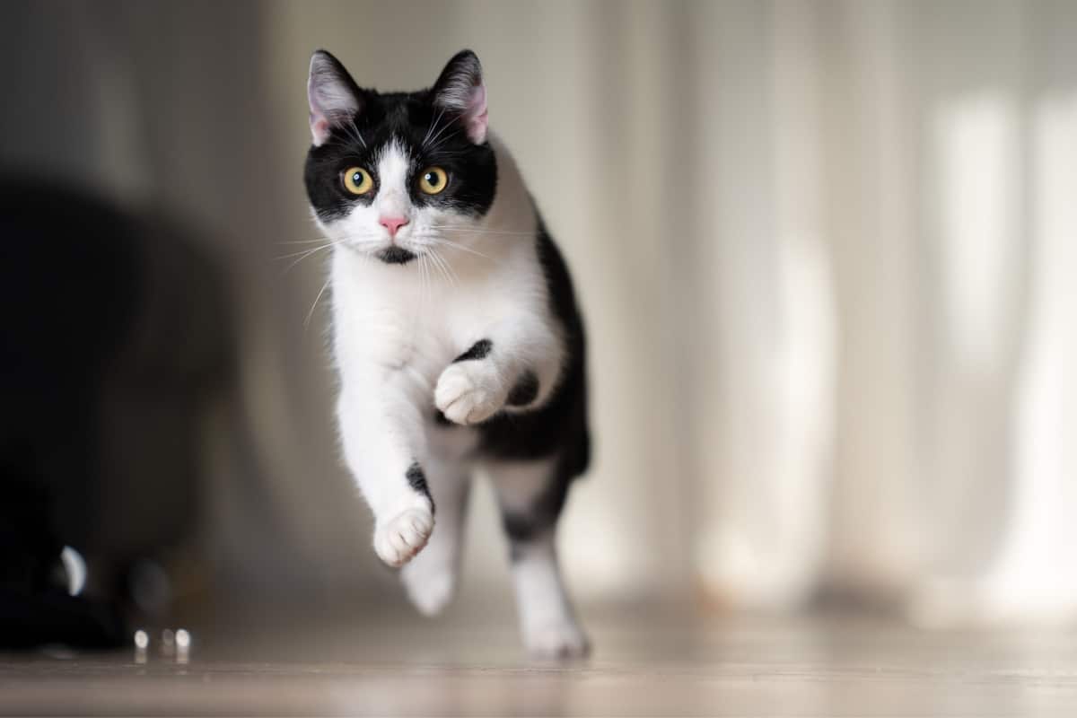 simpatici-gatti-bianchi-e-neri-10-gatti-che-sono-come-lo-yin-e-lo-yang