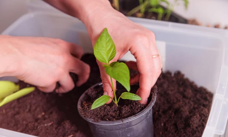 terriccio universale