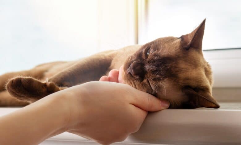 razze di gatto più affettuose: il birmano
