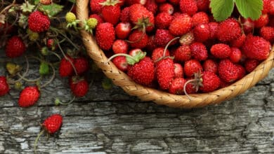 frutti rossi: le fragoline di bosco