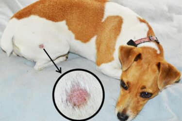 Tigna del cane: sintomi, diagnosi, trattamento e prevenzione