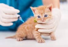 vaccinare gatto