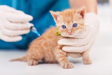 Vaccinare il gatto: una guida pratica
