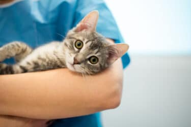 Vermi del gatto: sintomi e trattamento