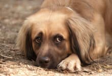 sintomi avvelenamento cane