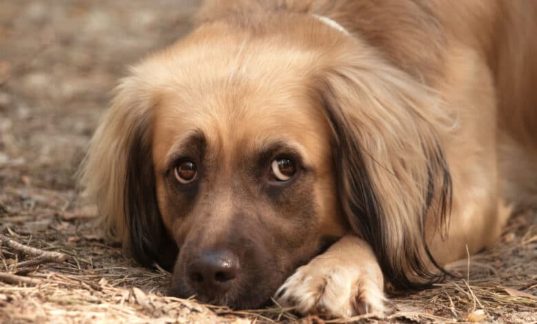 sintomi avvelenamento cane