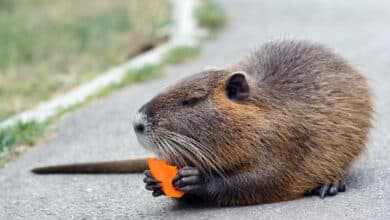 nutria