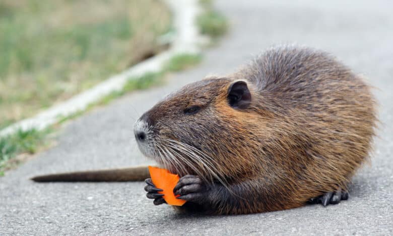 nutria