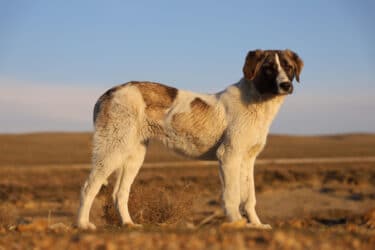 Scopriamo chi è il cane più vecchio del mondo