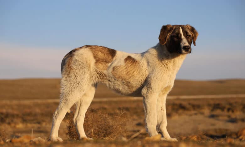 cane più vecchio del mondo