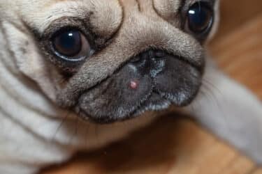 Guida all’acne del cane, cosa fare in caso di brufoli