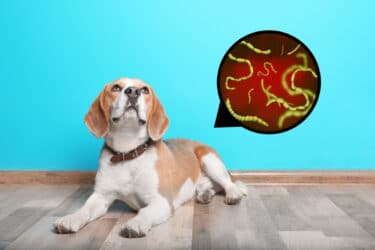 Vermi del cane: sintomi, diagnosi e trattamento