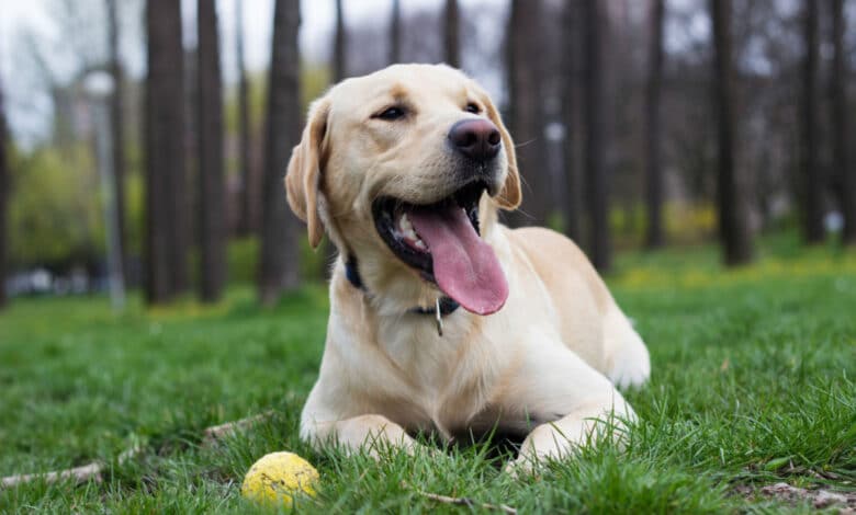 Respiro affannoso del cane