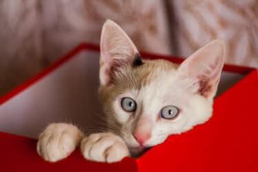 Cos’è il gatto di Schrodinger? Il paradosso dell’esperimento teorico