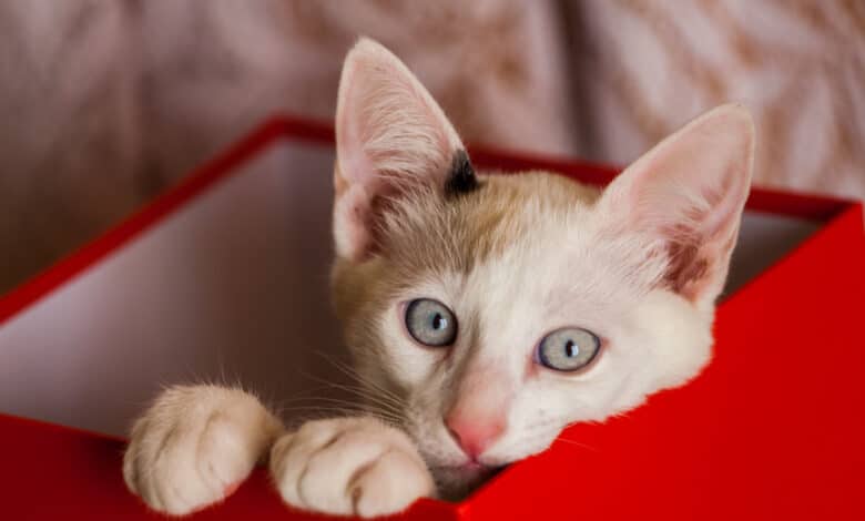 gatto di Schrodinger