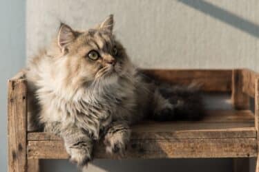 Ecco chi è il gatto più vecchio del mondo