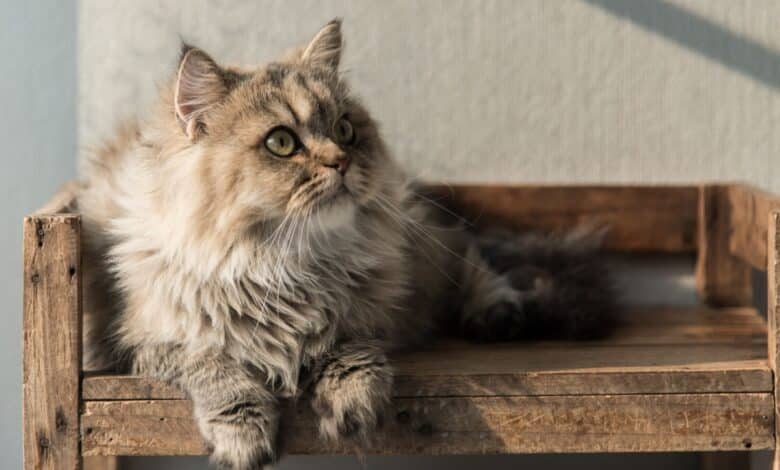 gatto più vecchio del mondo