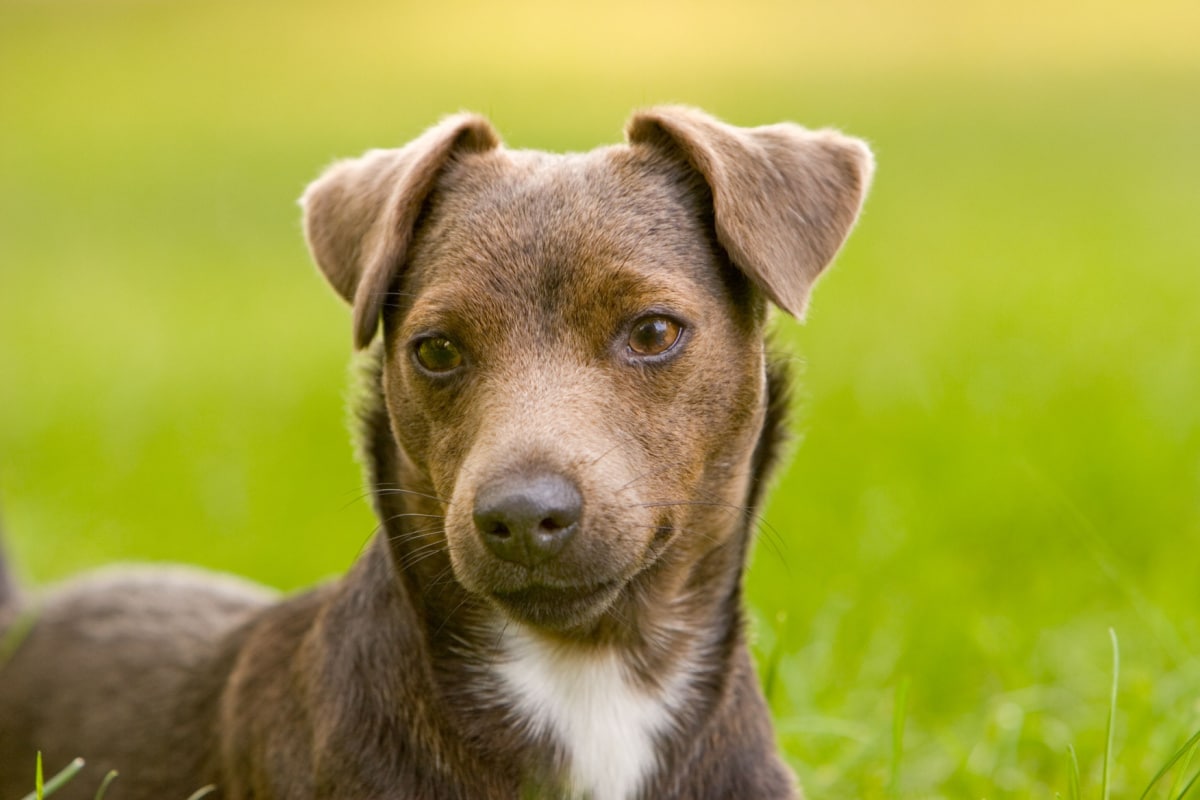 Patterdale Terrier: caratteristiche, salute, cuccioli, cura e addestramento