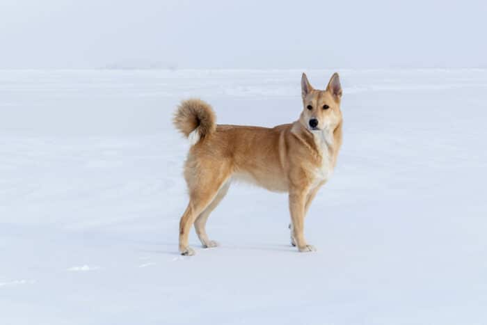 Cane di Canaan sulla neve