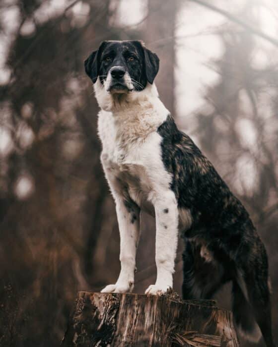 cane più vecchio del mondo