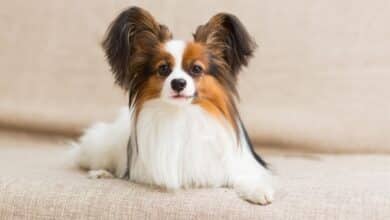 cani papillon