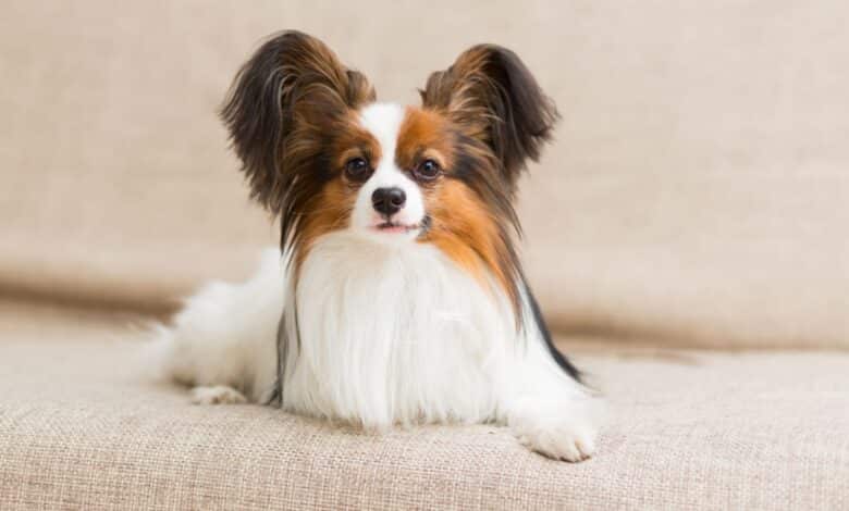 cani papillon