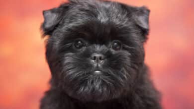 Affenpinscher