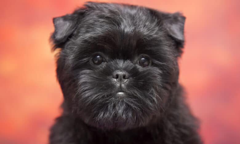 Affenpinscher