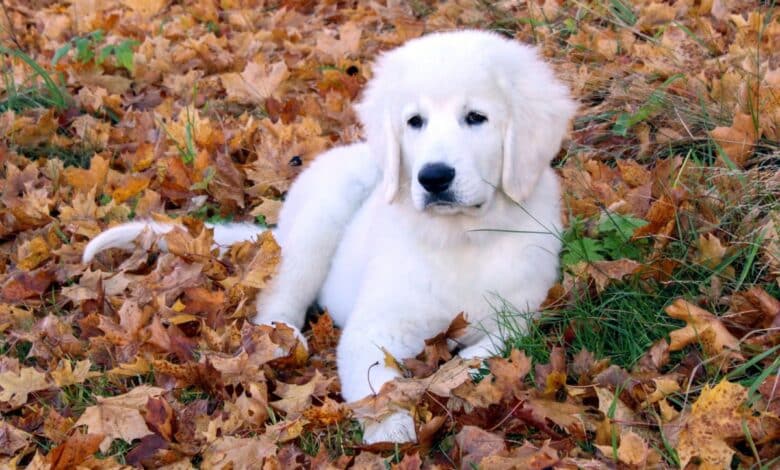 cane pastore di tatra