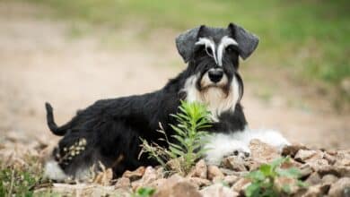 schnauzer nano