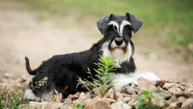 schnauzer nano