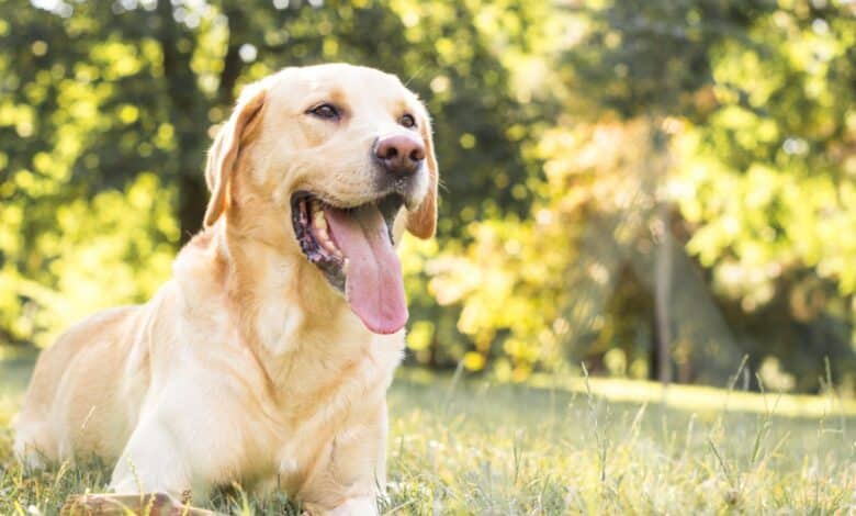 cane con alito che puzza
