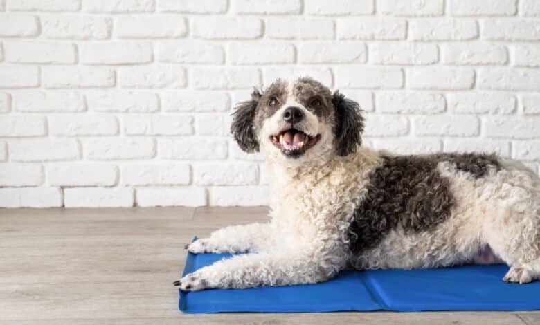 Tappetini refrigeranti per cani