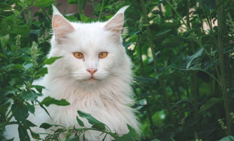 kefir gatto più grande del mondo