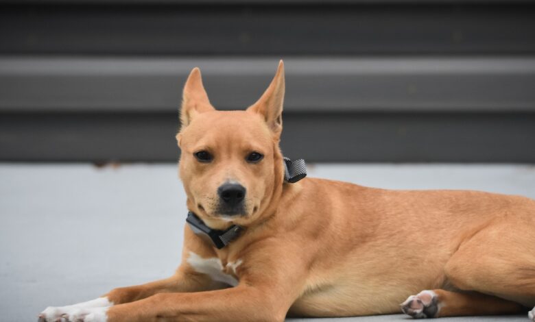 Carolina dog