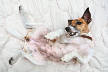 Gravidanza isterica cane: sintomi e come comportarsi