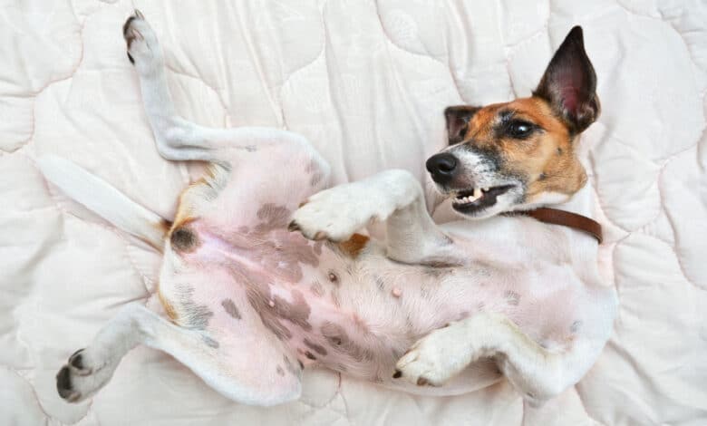 gravidanza isterica cane