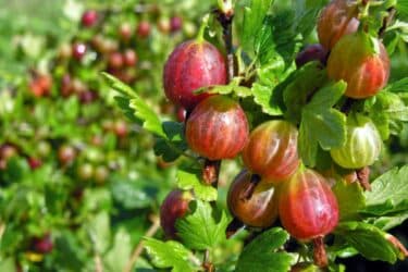 Come coltivare l’uva spina: una guida pratica con i nostri consigli