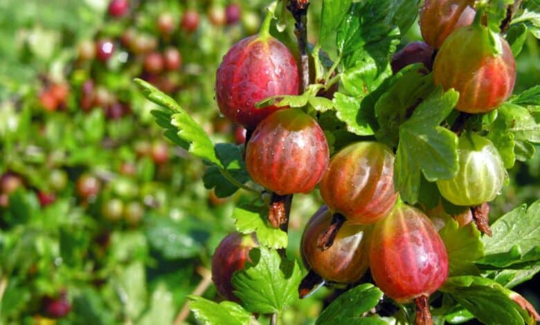 coltivare l'uva spina