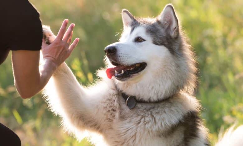 cani dal carattere più difficile