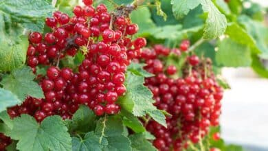 come coltivare il ribes in vaso o balcone