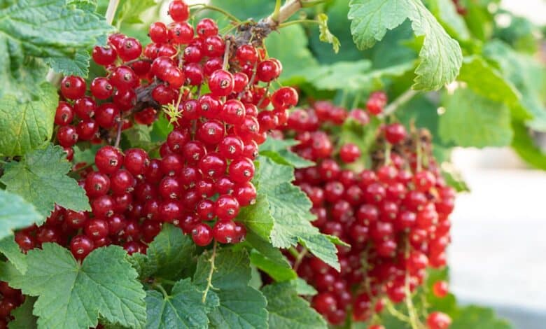 come coltivare il ribes in vaso o balcone