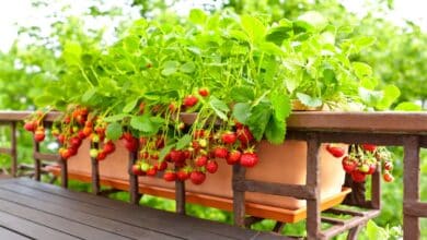coltivare la frutta sul balcone